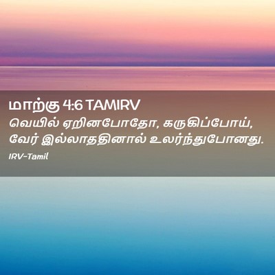 Picture 02 - மாற்கு 4:6 TAMIRV - வெயில் ஏறினபோதோ, - Bible Verse Picture