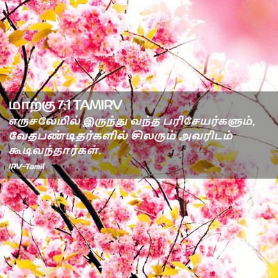 Picture 02 - மாற்கு 7:1 TAMIRV - எருசலேமில் - Bible Verse Picture