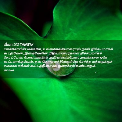 Picture 02 - மீகா 2:12 TAMIRV - யாக்கோபின் - Bible Verse Picture