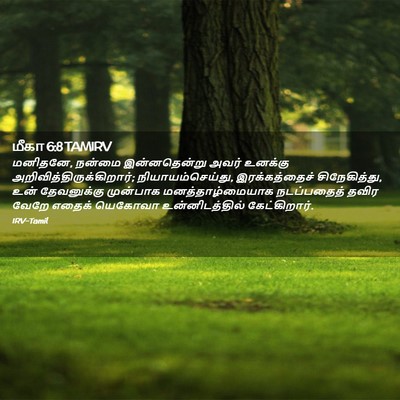 Picture 02 - மீகா 6:8 TAMIRV - மனிதனே, நன்மை - Bible Verse Picture