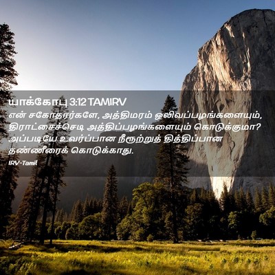 Picture 02 - யாக்கோபு 3:12 TAMIRV - என் சகோதரர்களே, - Bible Verse Picture