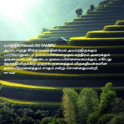 Picture 02 - யாத்திராகமம் 11:5 TAMIRV - அப்பொழுது - Bible Verse Picture