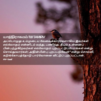 Picture 02 - யாத்திராகமம் 11:8 TAMIRV - அப்பொழுது - Bible Verse Picture