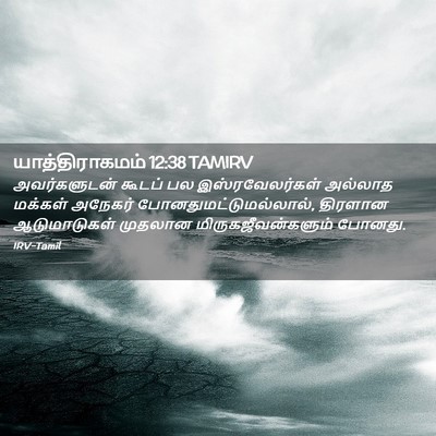 Picture 02 - யாத்திராகமம் 12:38 TAMIRV - அவர்களுடன் கூடப் - Bible Verse Picture