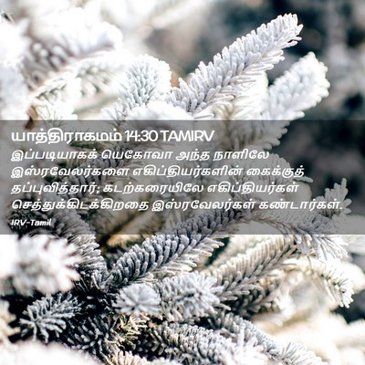 Picture 02 - யாத்திராகமம் 14:30 TAMIRV - இப்படியாகக் - Bible Verse Picture
