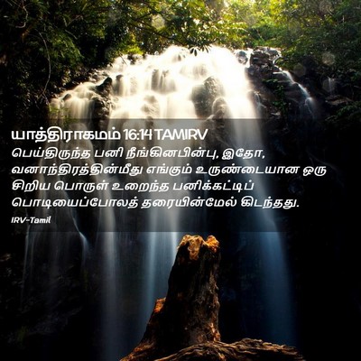 Picture 02 - யாத்திராகமம் 16:14 TAMIRV - பெய்திருந்த பனி - Bible Verse Picture