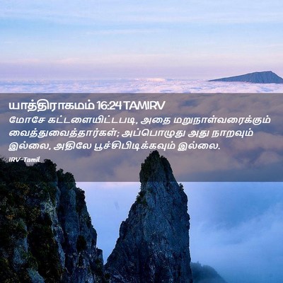 Picture 02 - யாத்திராகமம் 16:24 TAMIRV - மோசே - Bible Verse Picture