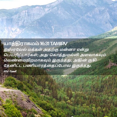 Picture 02 - யாத்திராகமம் 16:31 TAMIRV - இஸ்ரவேல் மக்கள் - Bible Verse Picture