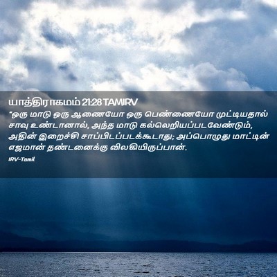 Picture 02 - யாத்திராகமம் 21:28 TAMIRV - “ஒரு மாடு ஒரு - Bible Verse Picture
