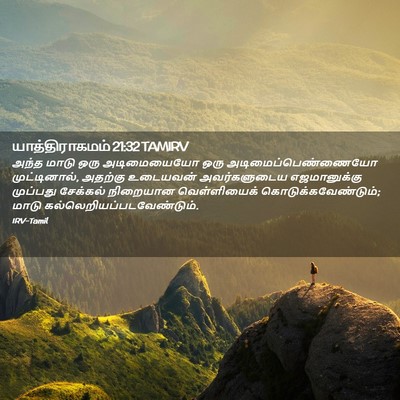 Picture 02 - யாத்திராகமம் 21:32 TAMIRV - அந்த மாடு ஒரு - Bible Verse Picture