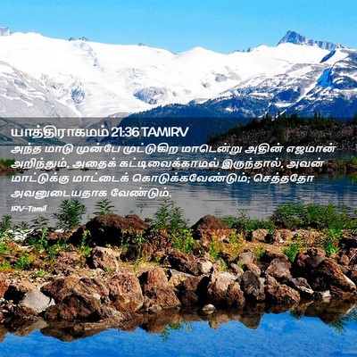 Picture 02 - யாத்திராகமம் 21:36 TAMIRV - அந்த மாடு முன்பே - Bible Verse Picture