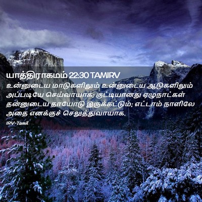 Picture 02 - யாத்திராகமம் 22:30 TAMIRV - உன்னுடைய - Bible Verse Picture
