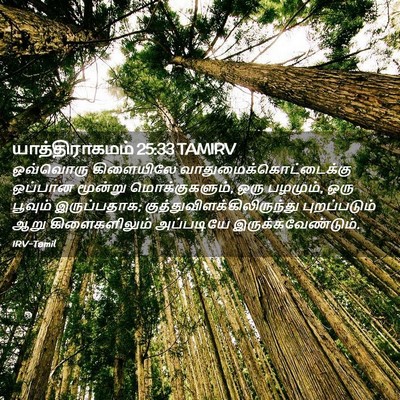 Picture 02 - யாத்திராகமம் 25:33 TAMIRV - ஒவ்வொரு கிளையிலே - Bible Verse Picture