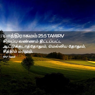 Picture 02 - யாத்திராகமம் 25:5 TAMIRV - சிவப்பு வண்ணம் - Bible Verse Picture
