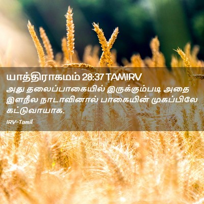 Picture 02 - யாத்திராகமம் 28:37 TAMIRV - அது தலைப்பாகையில் - Bible Verse Picture