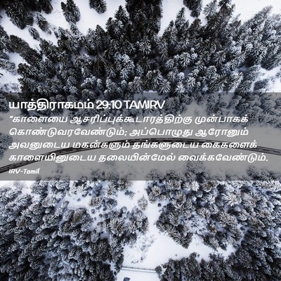 Picture 02 - யாத்திராகமம் 29:10 TAMIRV - “காளையை - Bible Verse Picture