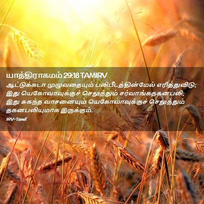 Picture 02 - யாத்திராகமம் 29:18 TAMIRV - ஆட்டுக்கடா - Bible Verse Picture