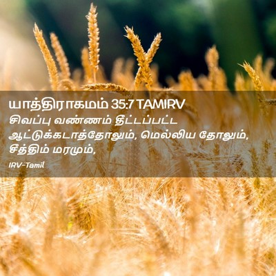 Picture 02 - யாத்திராகமம் 35:7 TAMIRV - சிவப்பு வண்ணம் - Bible Verse Picture