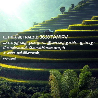 Picture 02 - யாத்திராகமம் 36:18 TAMIRV - கூடாரத்தை ஒன்றாக - Bible Verse Picture