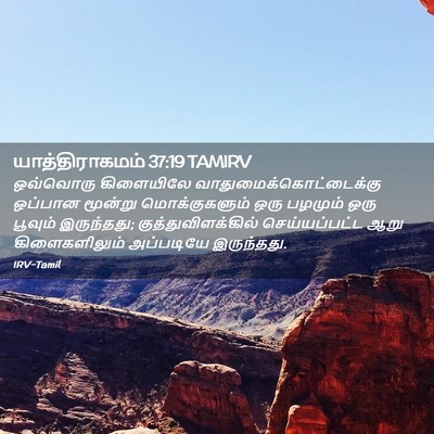 Picture 02 - யாத்திராகமம் 37:19 TAMIRV - ஒவ்வொரு கிளையிலே - Bible Verse Picture
