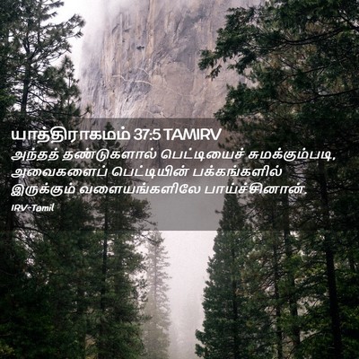 Picture 02 - யாத்திராகமம் 37:5 TAMIRV - அந்தத் தண்டுகளால் - Bible Verse Picture