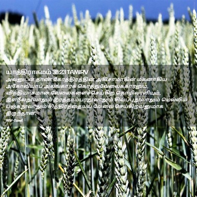 Picture 02 - யாத்திராகமம் 38:23 TAMIRV - அவனுடன் தாண் - Bible Verse Picture