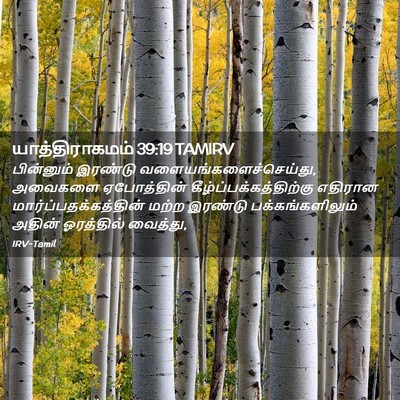 Picture 02 - யாத்திராகமம் 39:19 TAMIRV - பின்னும் இரண்டு - Bible Verse Picture