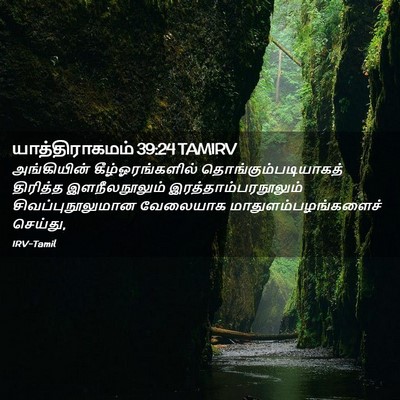 Picture 02 - யாத்திராகமம் 39:24 TAMIRV - அங்கியின் - Bible Verse Picture