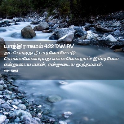 Picture 02 - யாத்திராகமம் 4:22 TAMIRV - அப்பொழுது நீ - Bible Verse Picture