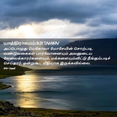 Picture 02 - யாத்திராகமம் 8:31 TAMIRV - அப்பொழுது யெகோவா - Bible Verse Picture