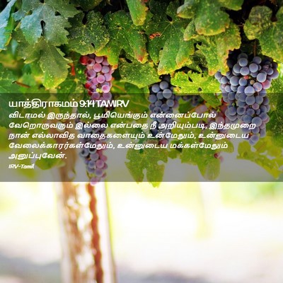 Picture 02 - யாத்திராகமம் 9:14 TAMIRV - விடாமல் - Bible Verse Picture
