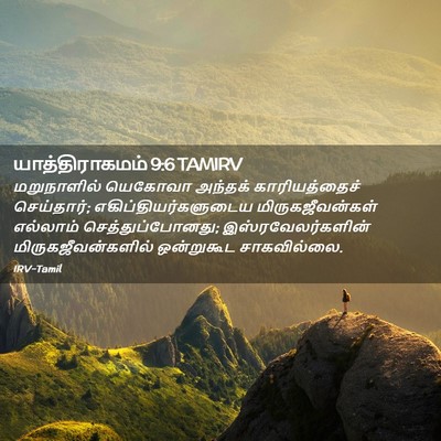 Picture 02 - யாத்திராகமம் 9:6 TAMIRV - மறுநாளில் யெகோவா - Bible Verse Picture