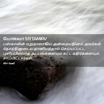 Picture 02 - யோசுவா 5:11 TAMIRV - பஸ்காவின் - Bible Verse Picture