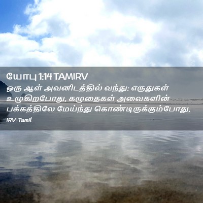 Picture 02 - யோபு 1:14 TAMIRV - ஒரு ஆள் - Bible Verse Picture