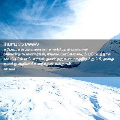 Picture 02 - யோபு 1:15 TAMIRV - சபேயர்கள் அவைகளை - Bible Verse Picture