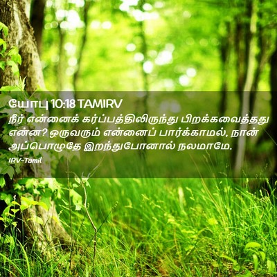 Picture 02 - யோபு 10:18 TAMIRV - நீர் என்னைக் - Bible Verse Picture