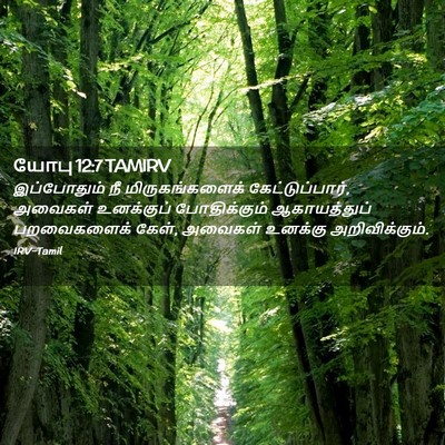 Picture 02 - யோபு 12:7 TAMIRV - இப்போதும் நீ - Bible Verse Picture