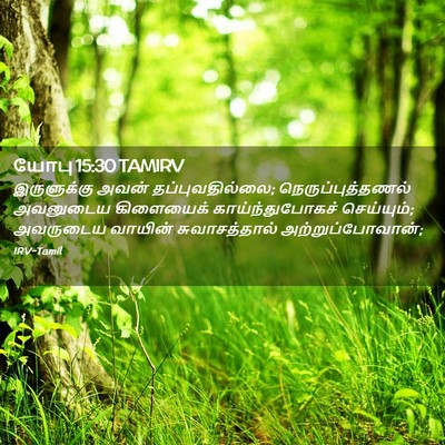 Picture 02 - யோபு 15:30 TAMIRV - இருளுக்கு அவன் - Bible Verse Picture