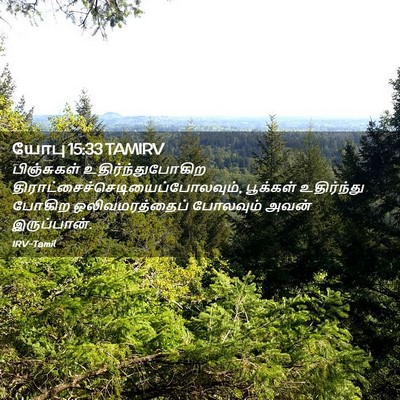 Picture 02 - யோபு 15:33 TAMIRV - பிஞ்சுகள் - Bible Verse Picture