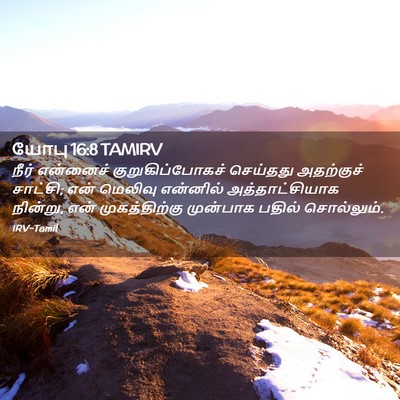 Picture 02 - யோபு 16:8 TAMIRV - நீர் என்னைச் - Bible Verse Picture