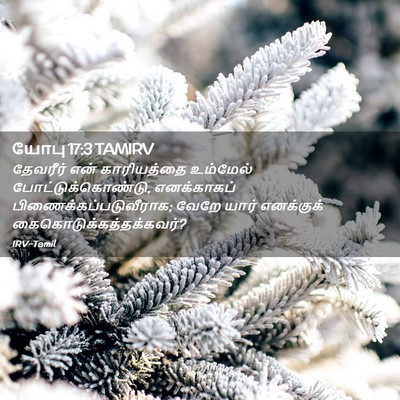 Picture 02 - யோபு 17:3 TAMIRV - தேவரீர் என் - Bible Verse Picture