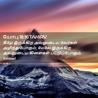 Picture 02 - யோபு 18:16 TAMIRV - கீழே இருக்கிற - Bible Verse Picture