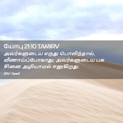 Picture 02 - யோபு 21:10 TAMIRV - அவர்களுடைய எருது - Bible Verse Picture