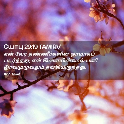 Picture 02 - யோபு 29:19 TAMIRV - என் வேர் - Bible Verse Picture