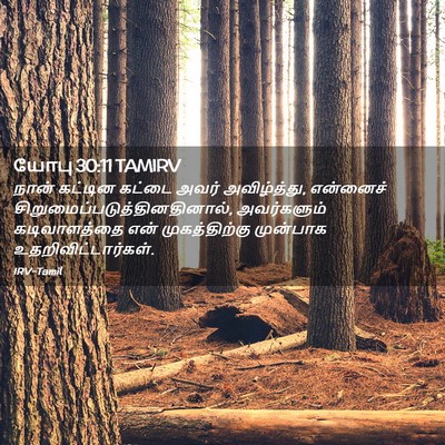 Picture 02 - யோபு 30:11 TAMIRV - நான் கட்டின கட்டை - Bible Verse Picture