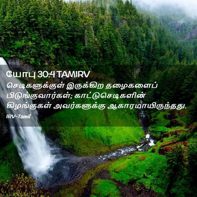 Picture 02 - யோபு 30:4 TAMIRV - செடிகளுக்குள் - Bible Verse Picture