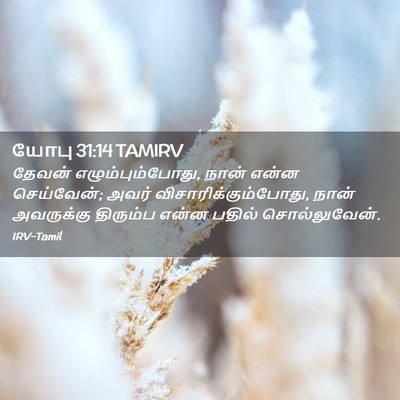 Picture 02 - யோபு 31:14 TAMIRV - தேவன் - Bible Verse Picture