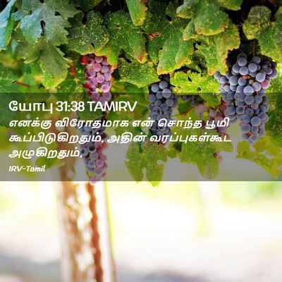 Picture 02 - யோபு 31:38 TAMIRV - எனக்கு விரோதமாக - Bible Verse Picture