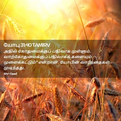 Picture 02 - யோபு 31:40 TAMIRV - அதில் - Bible Verse Picture