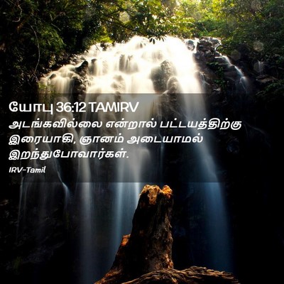 Picture 02 - யோபு 36:12 TAMIRV - அடங்கவில்லை - Bible Verse Picture